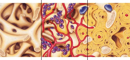 Строение матрикса Bio-Oss Spongiosa