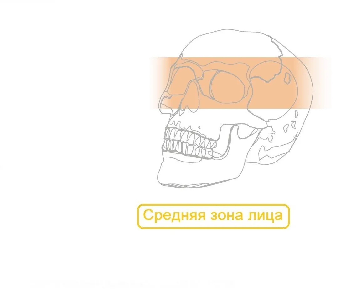 Средняя зона Пластины Миди
